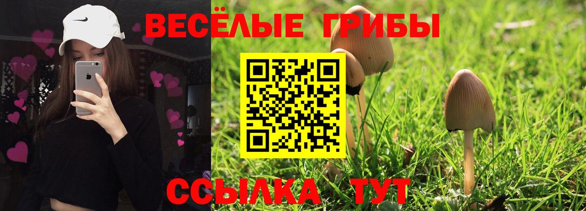 Галлюциногенные грибы Psilocybe Камышлов